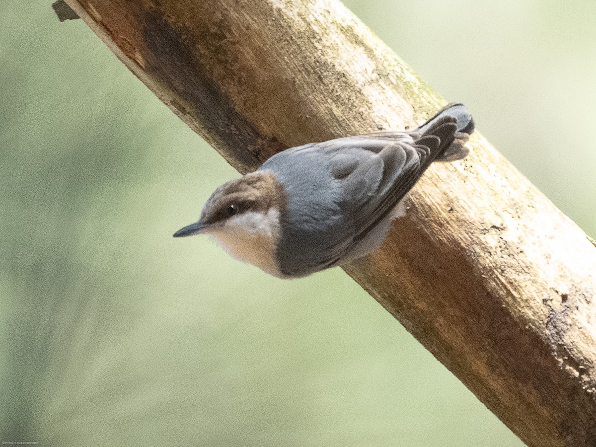 Brown-headed Nuthatch - ML615360148