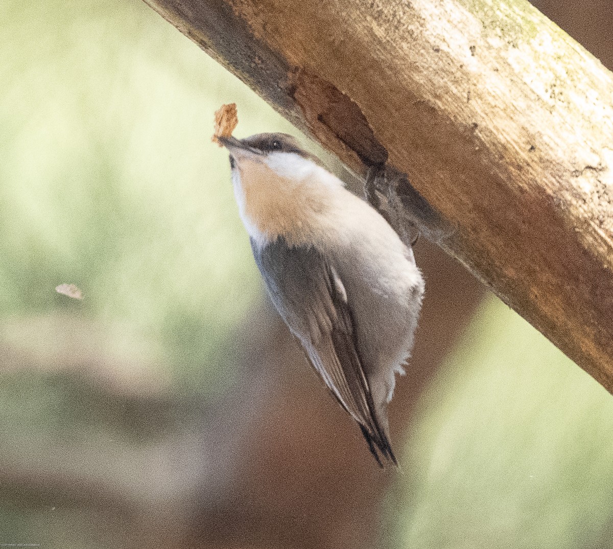 Brown-headed Nuthatch - ML615360151