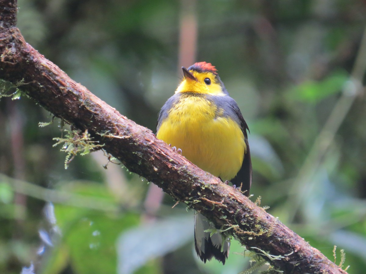 Collared Redstart - ML615360166