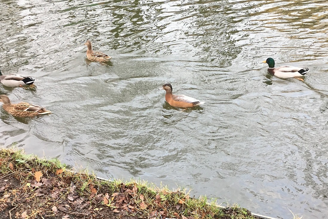 Wood Duck x Mallard (hybrid) - ML615360223