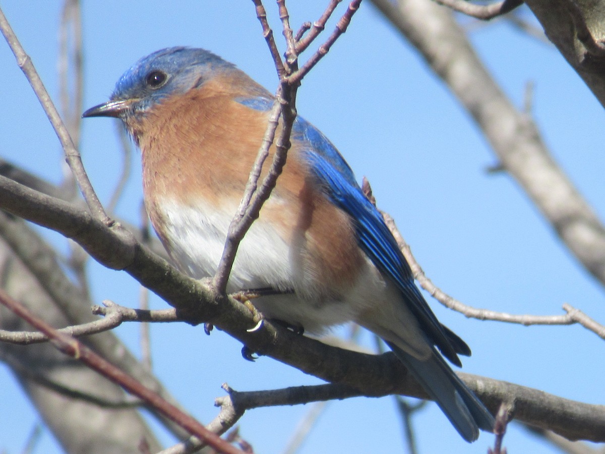 Eastern Bluebird - Wendy Sykora