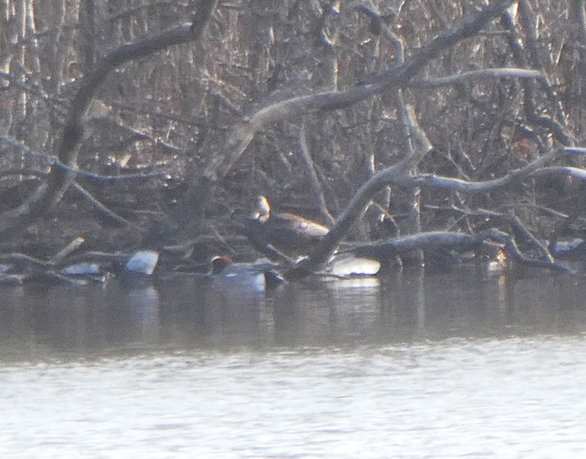 Eurasian Wigeon - ML615360269