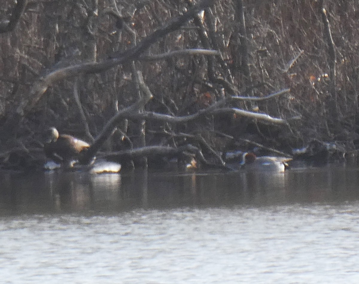 Eurasian Wigeon - Bill Grabin