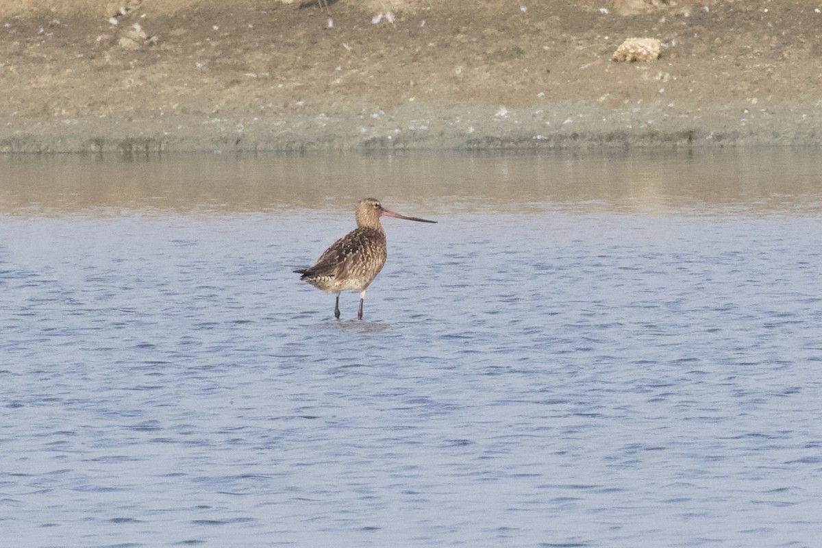 Bar-tailed Godwit - ML615360272