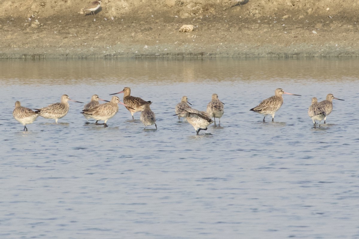 Bar-tailed Godwit - ML615360273