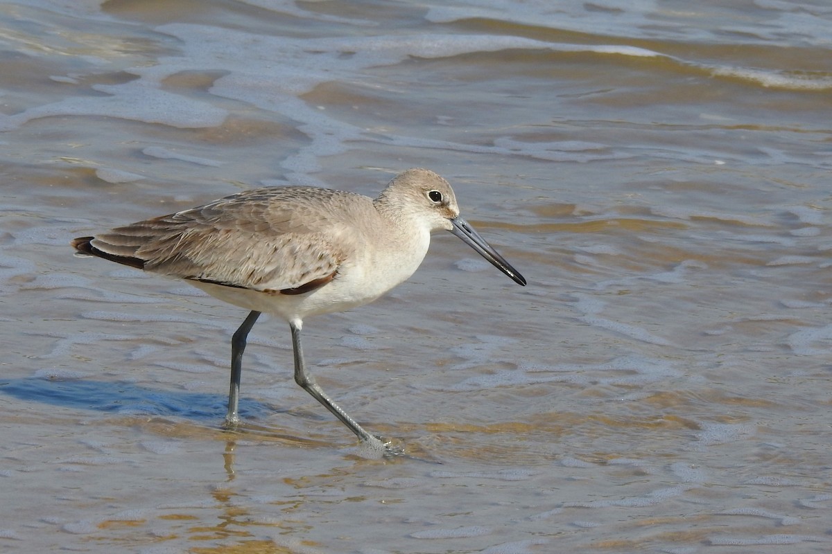 Playero Aliblanco (inornata) - ML615360274