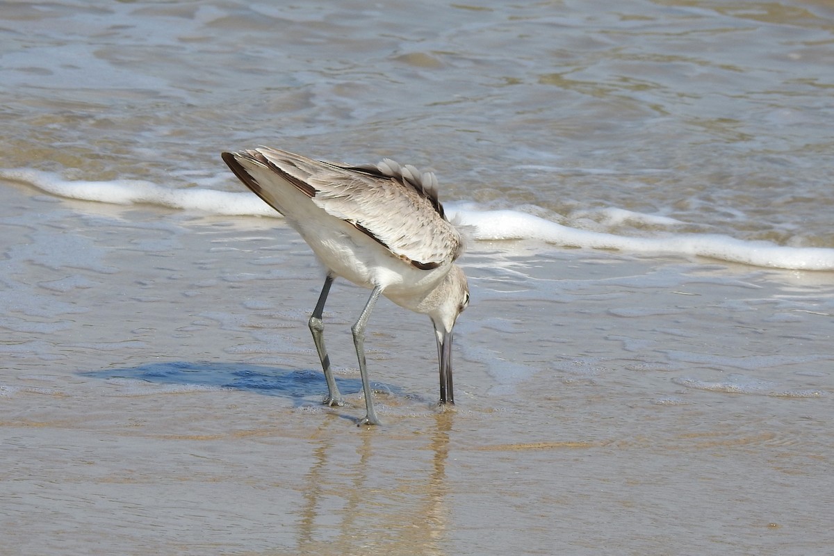 willetsnipe (inornata) - ML615360275