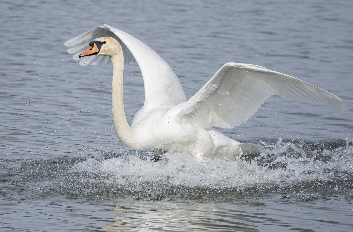 Mute Swan - Dejan Sklopic