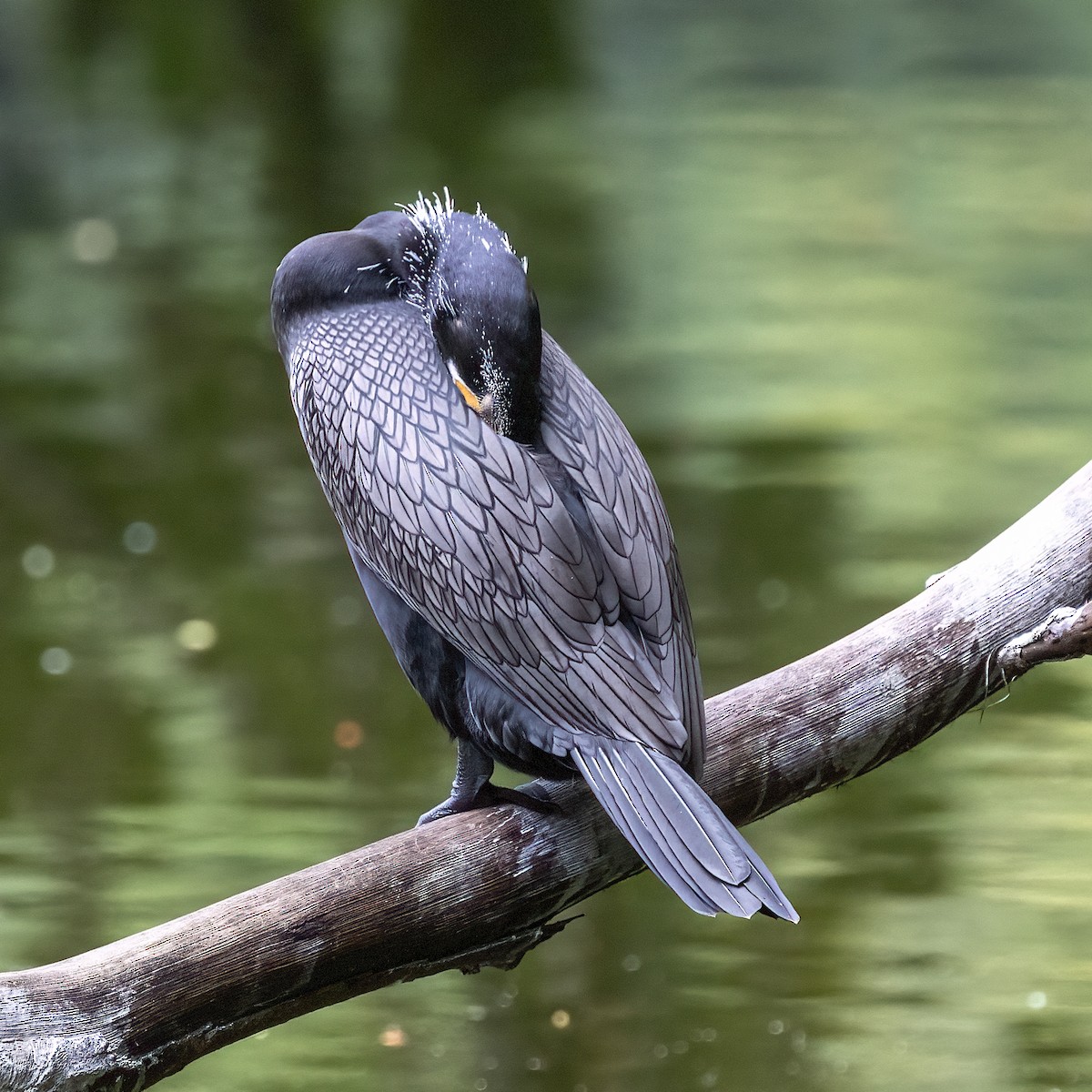 Neotropic Cormorant - ML615360323