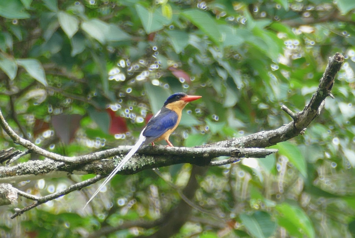 Buff-breasted Paradise-Kingfisher - ML615360336