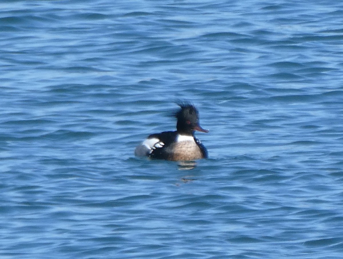 Red-breasted Merganser - Bill Grabin