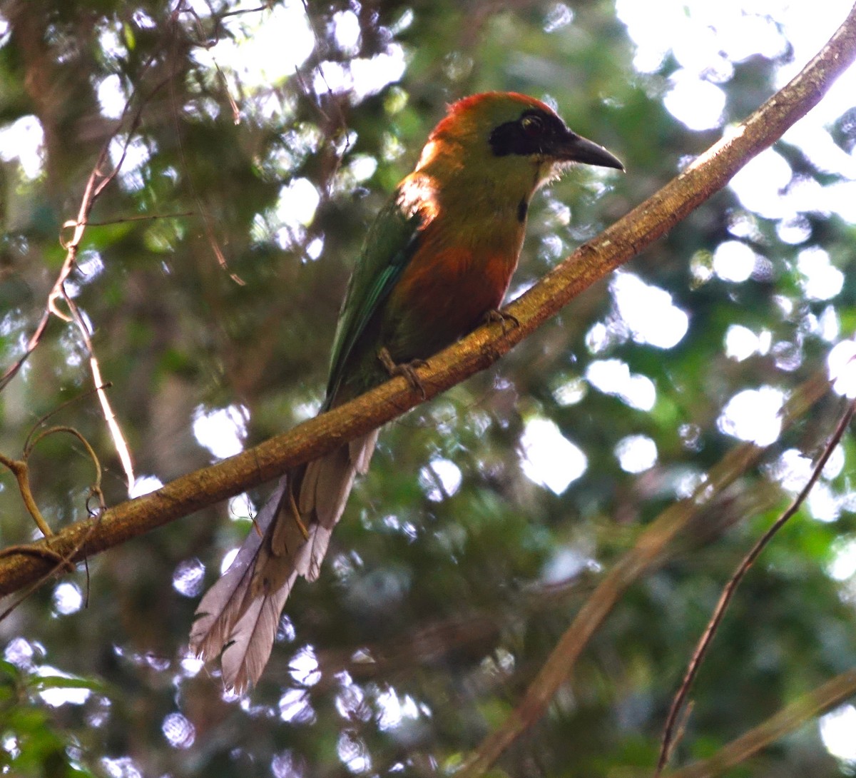 Rufous-capped Motmot - Noelia Contrera Bernal