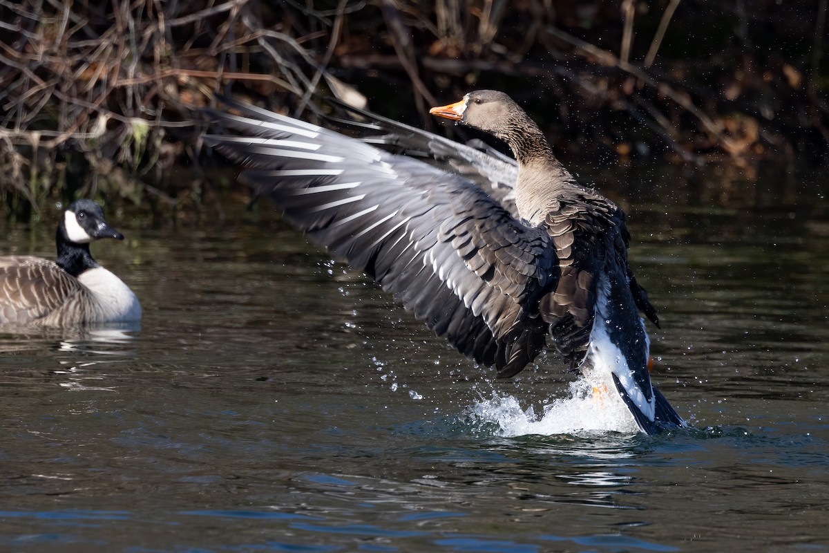 Greater White-fronted Goose - ML615360410