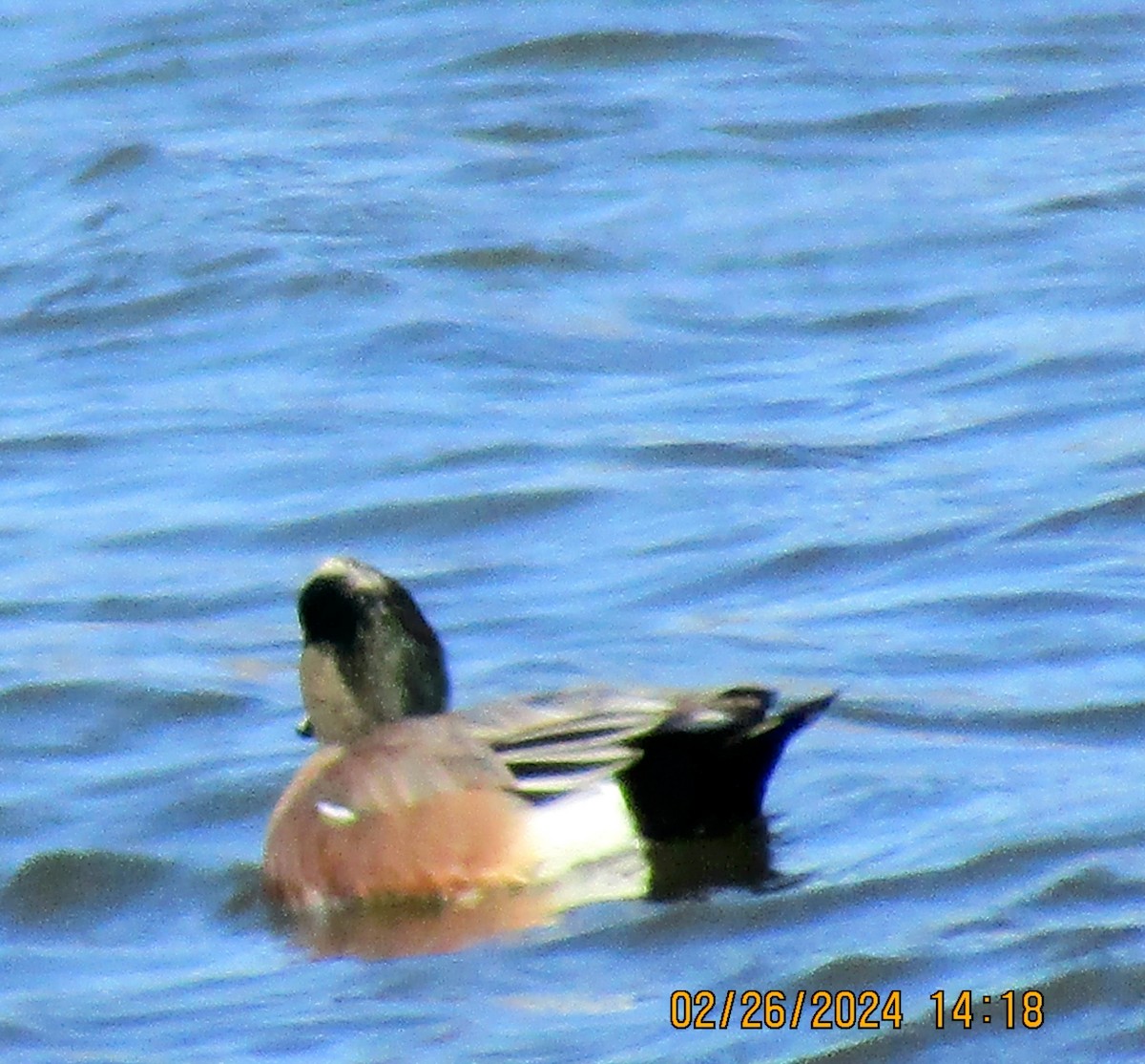 American Wigeon - ML615360419