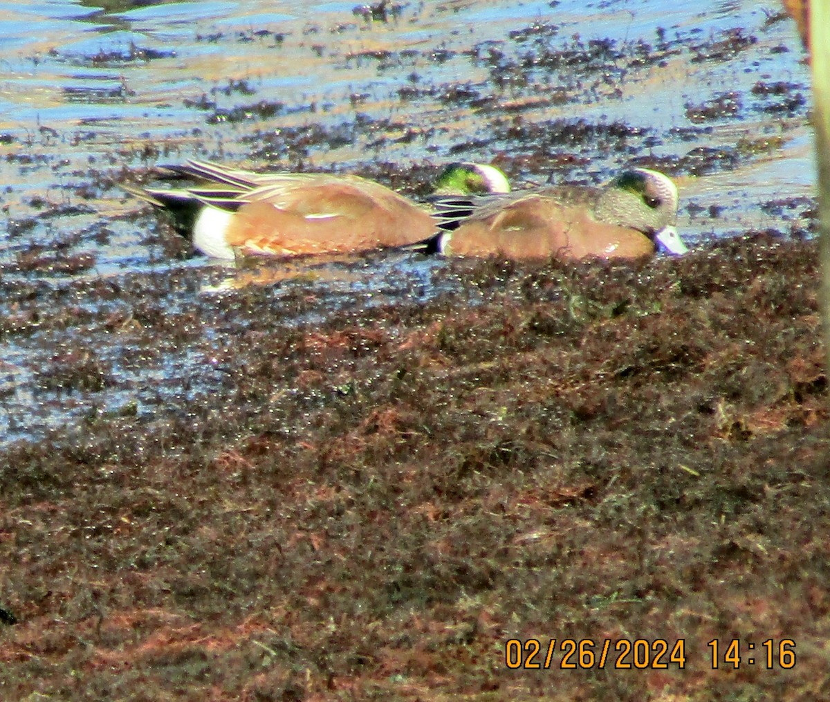 American Wigeon - ML615360420