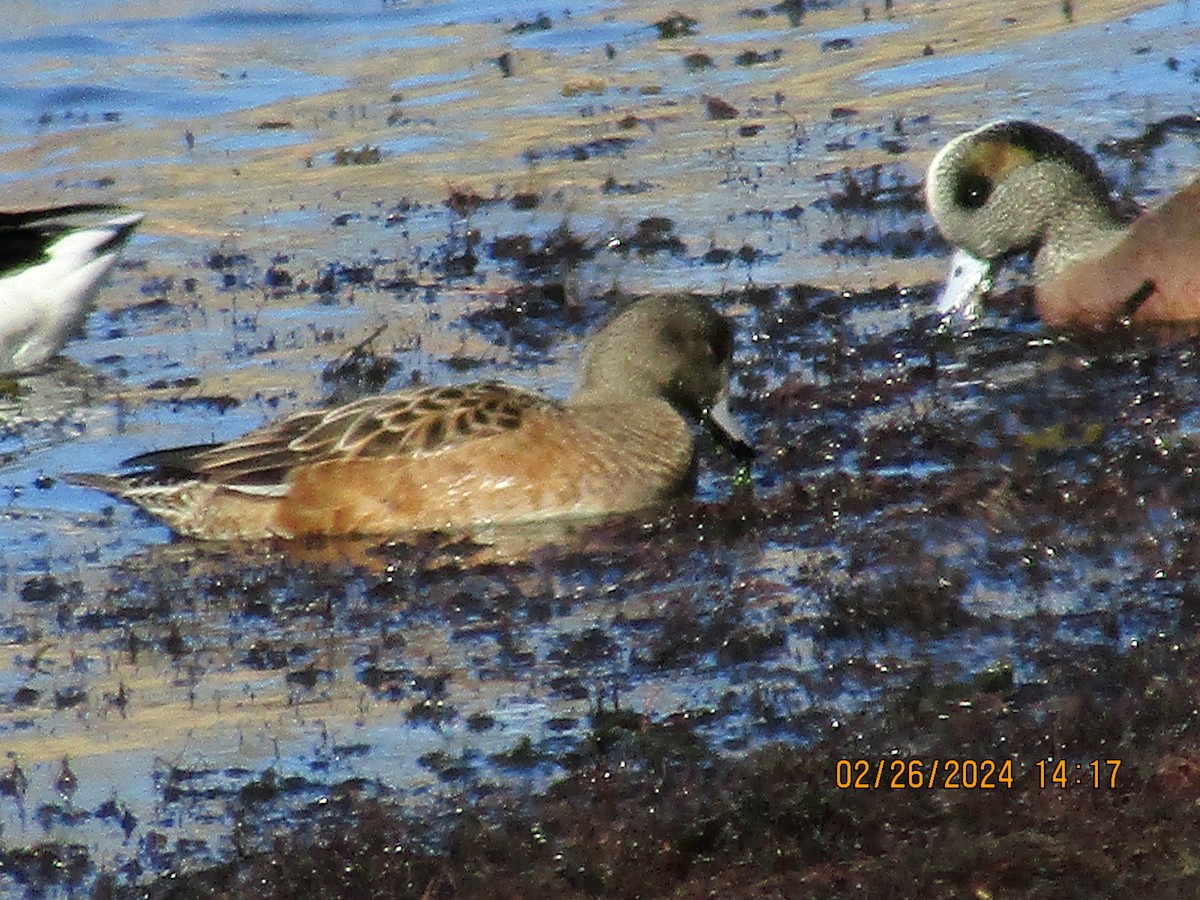 American Wigeon - ML615360421