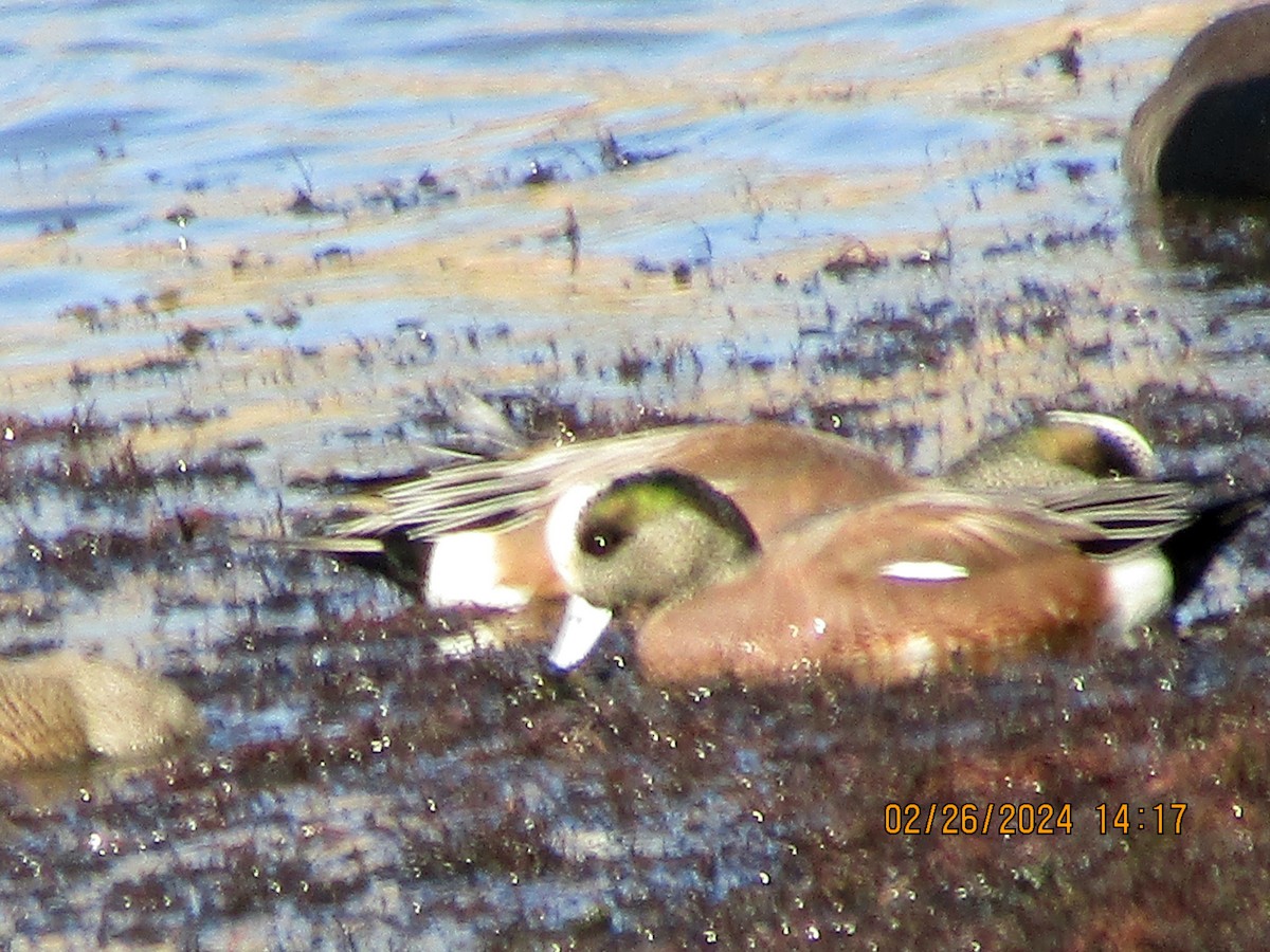 American Wigeon - ML615360422