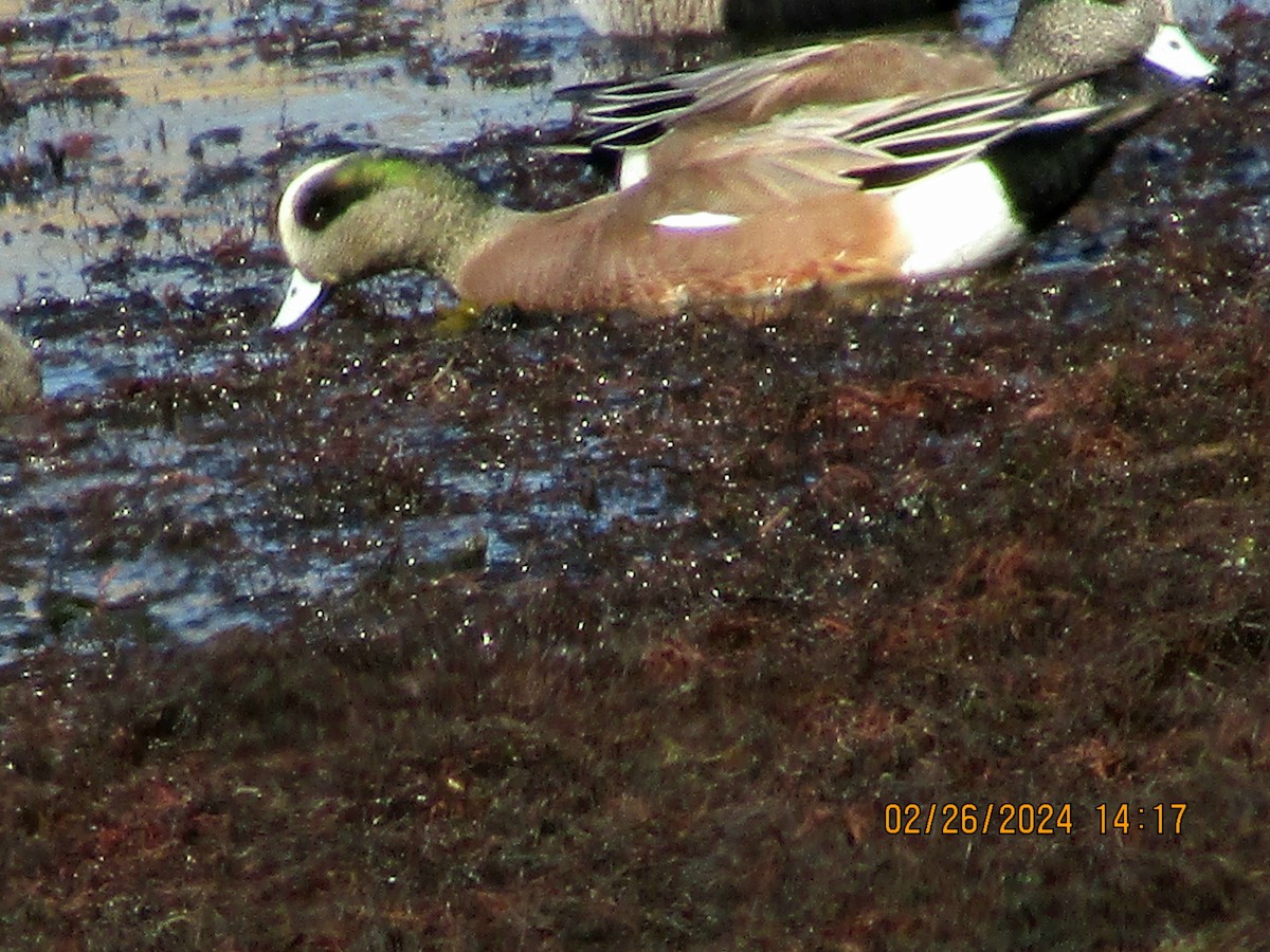 American Wigeon - ML615360423