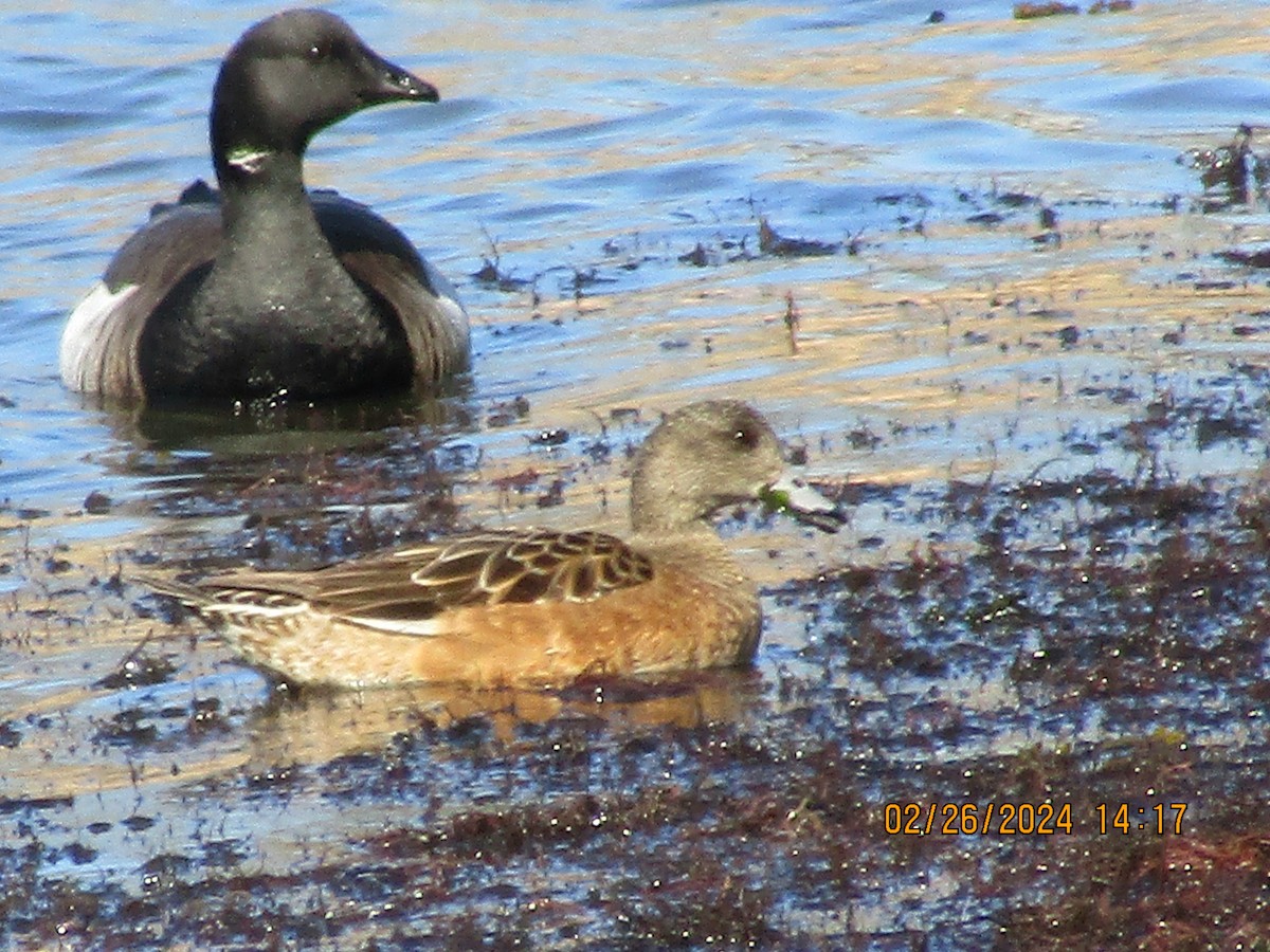 American Wigeon - Joao Faustino