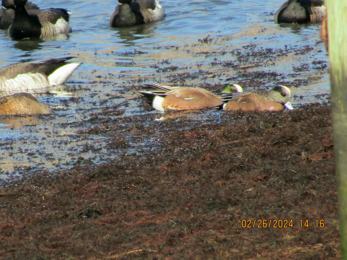 American Wigeon - ML615360427