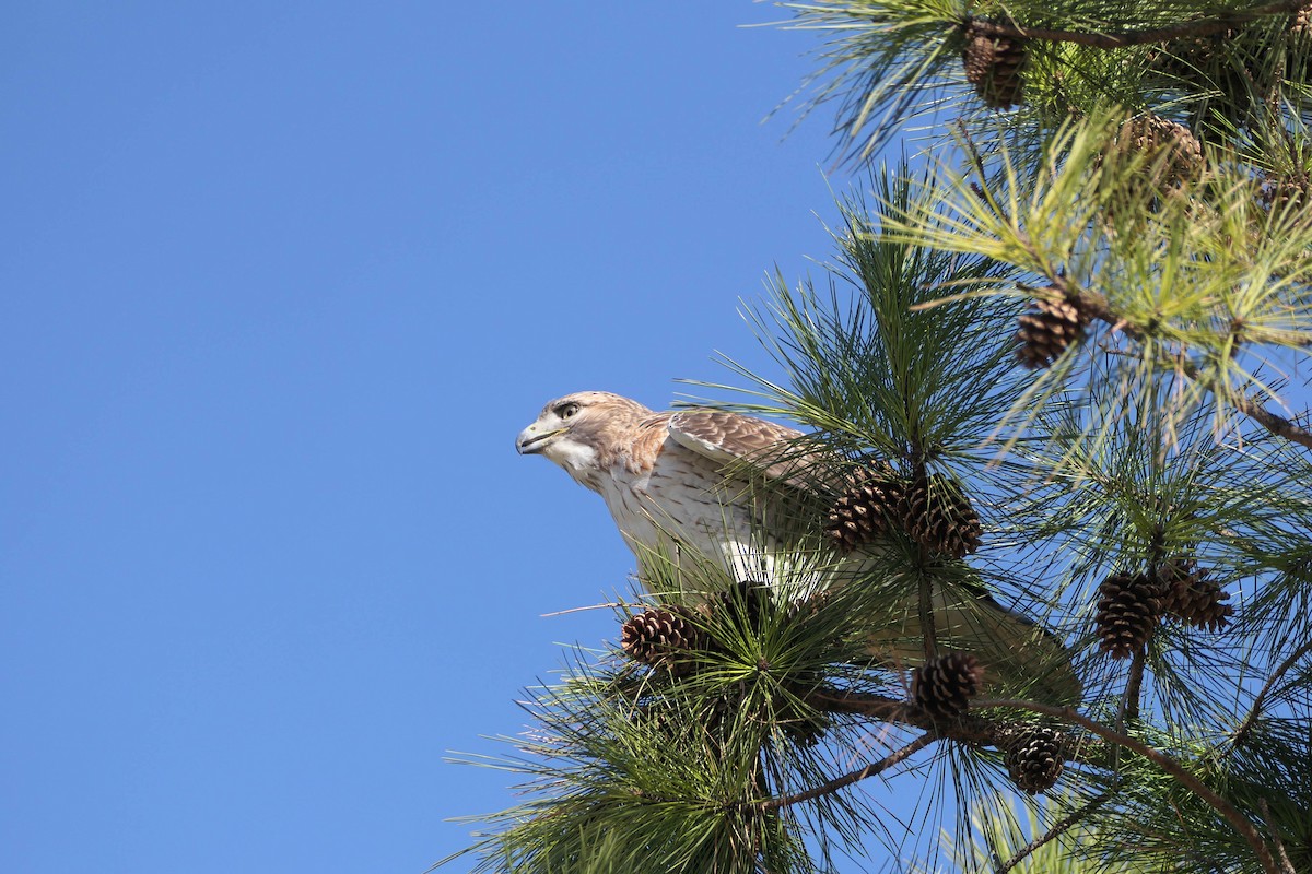 Red-tailed Hawk - ML615360450