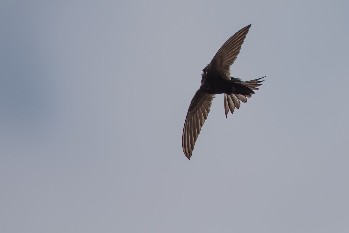 White-rumped Swift - ML615360451