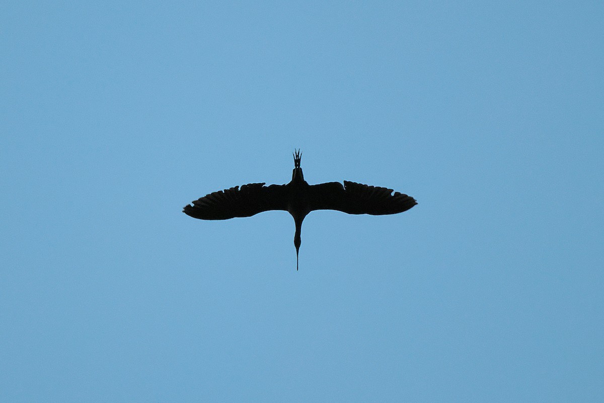 Glossy Ibis - ML615360461