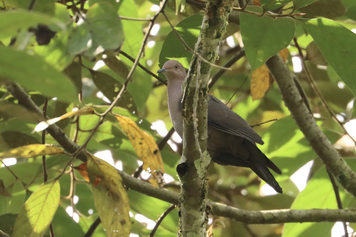 Plumbeous Pigeon - ML615360470