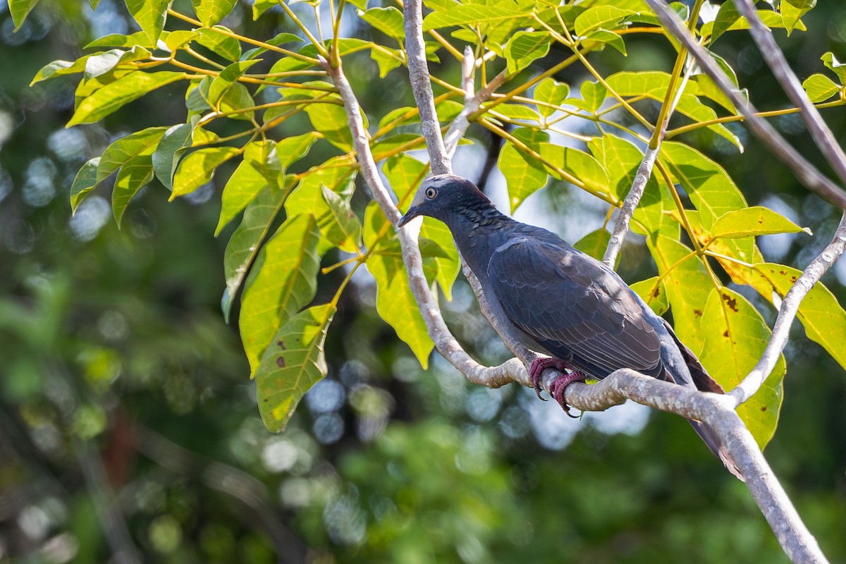 White-crowned Pigeon - ML615360525