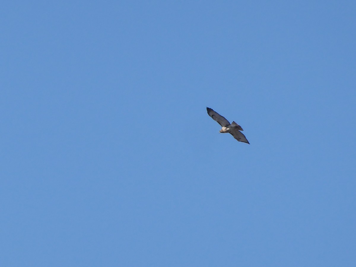 Red-tailed Hawk - M. Jordan