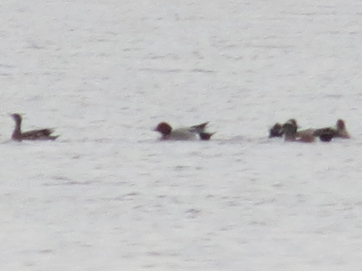 Eurasian Wigeon - ML615360587