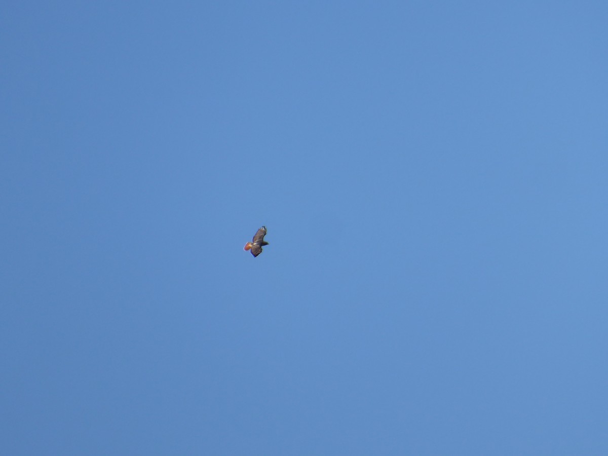 Red-tailed Hawk - M. Jordan