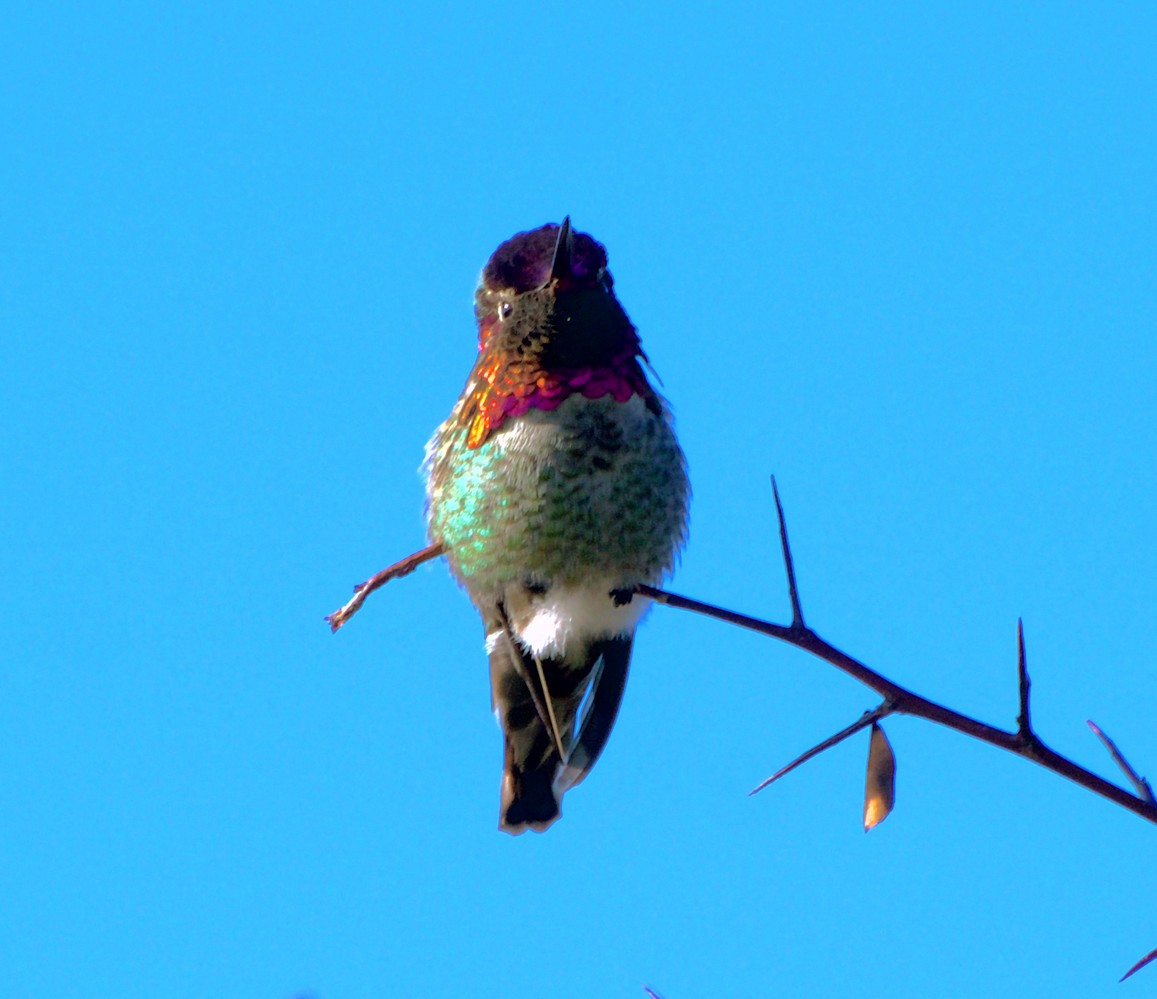 Anna's Hummingbird - Steve Koehler