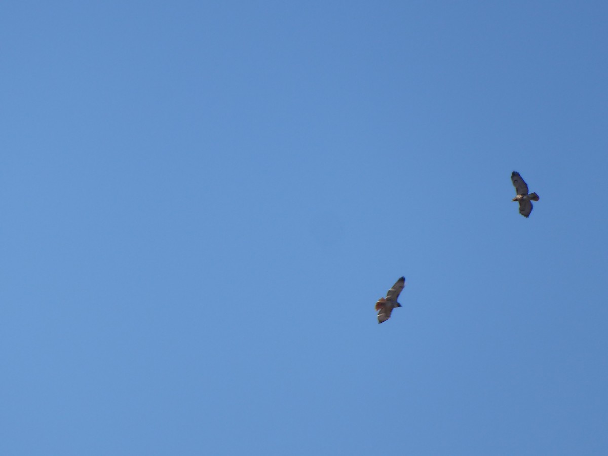 Red-tailed Hawk - M. Jordan