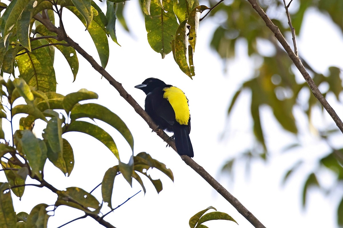 Tangara Flamígera (culigualda) - ML615360615