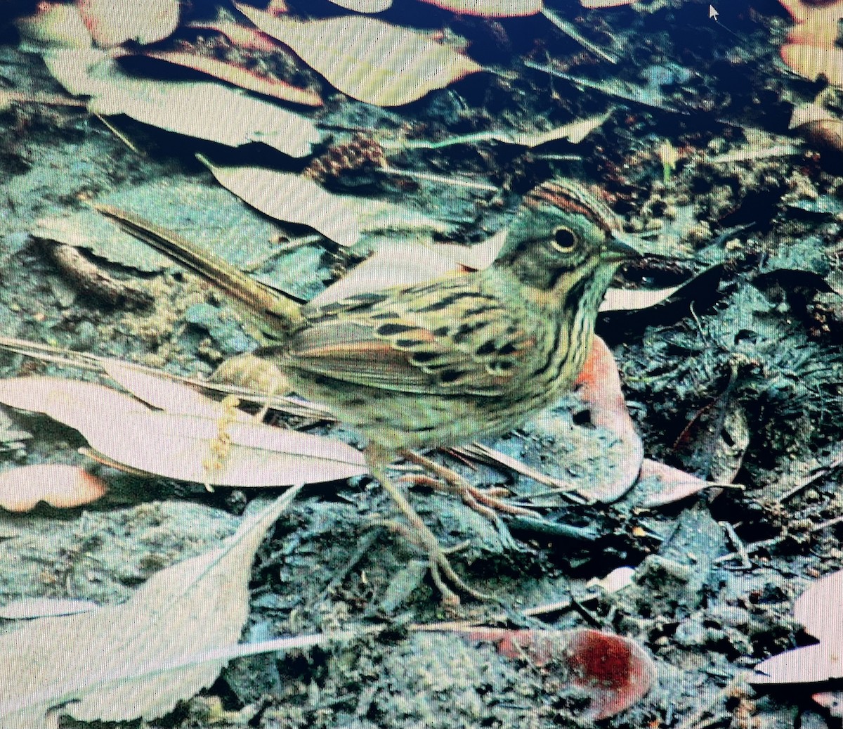 Lincoln's Sparrow - Pierre Howard