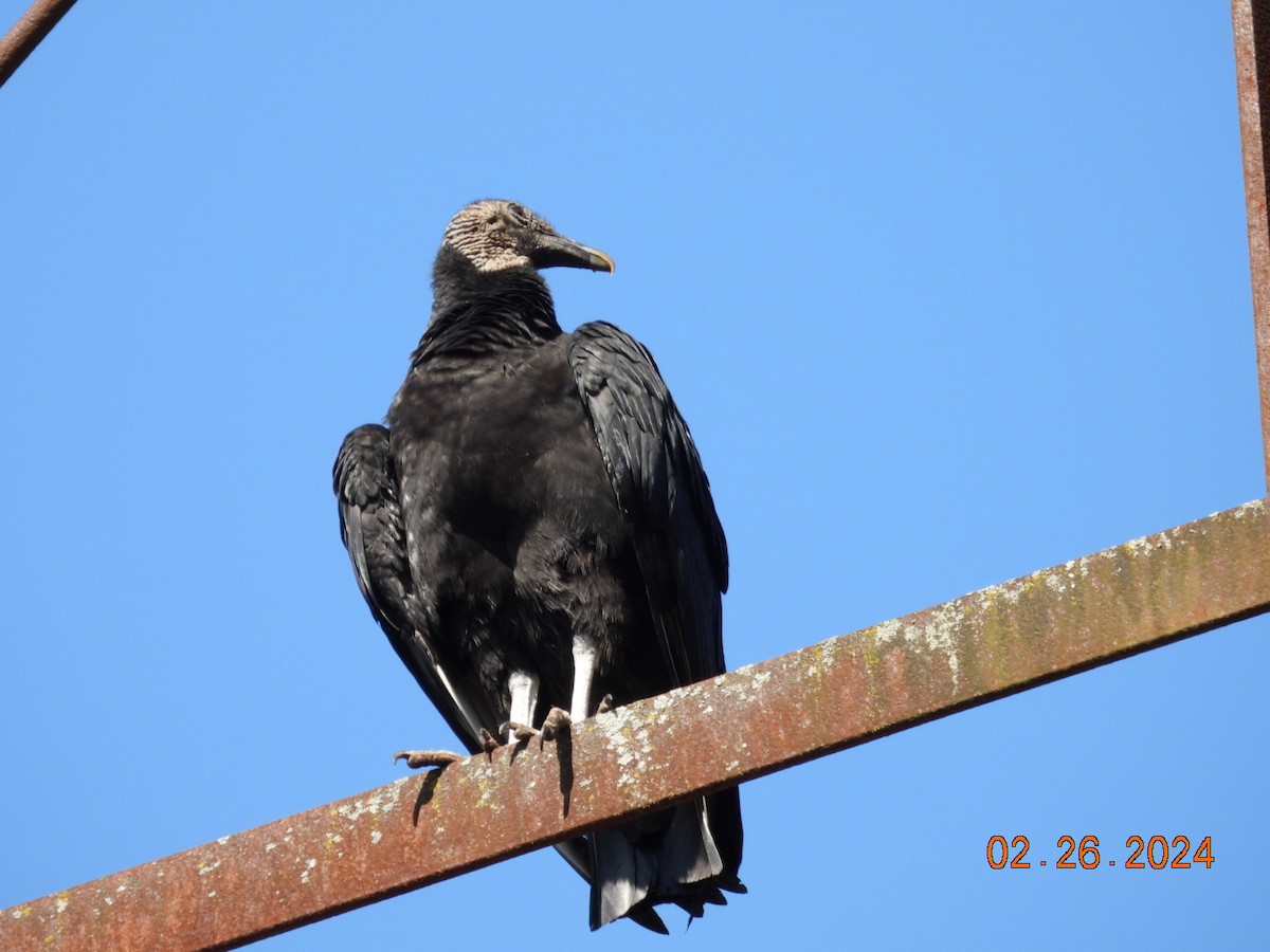 Black Vulture - ML615360659