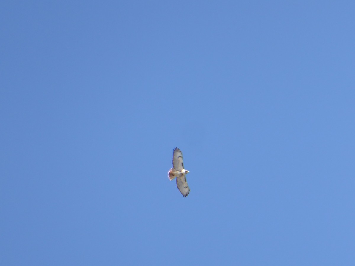 Red-tailed Hawk - M. Jordan