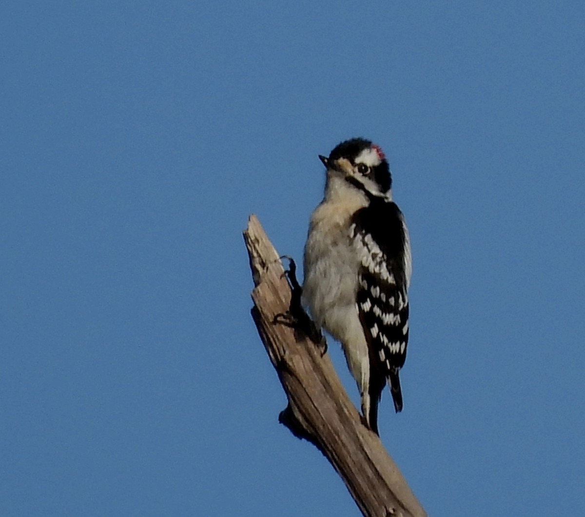 Downy Woodpecker - ML615360774