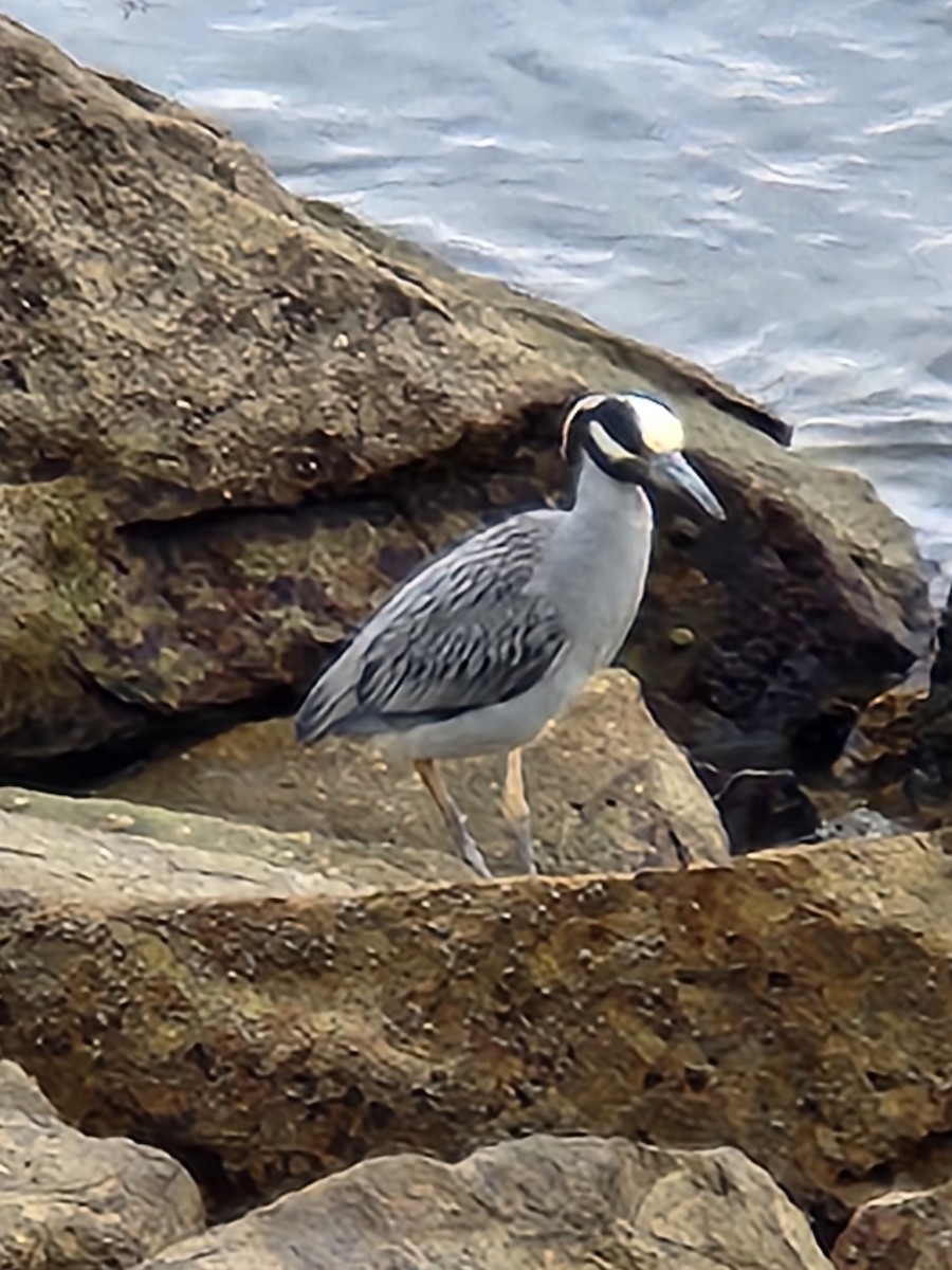 Yellow-crowned Night Heron - ML615360835