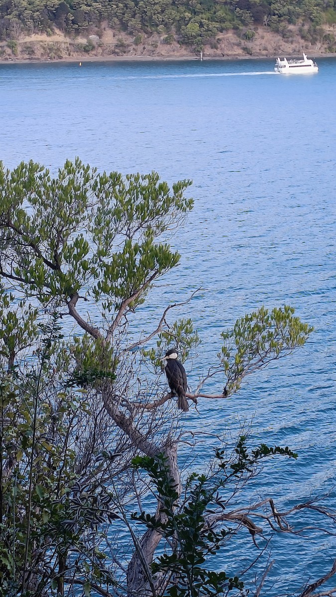 Pied Cormorant - Keegan Miskimmin