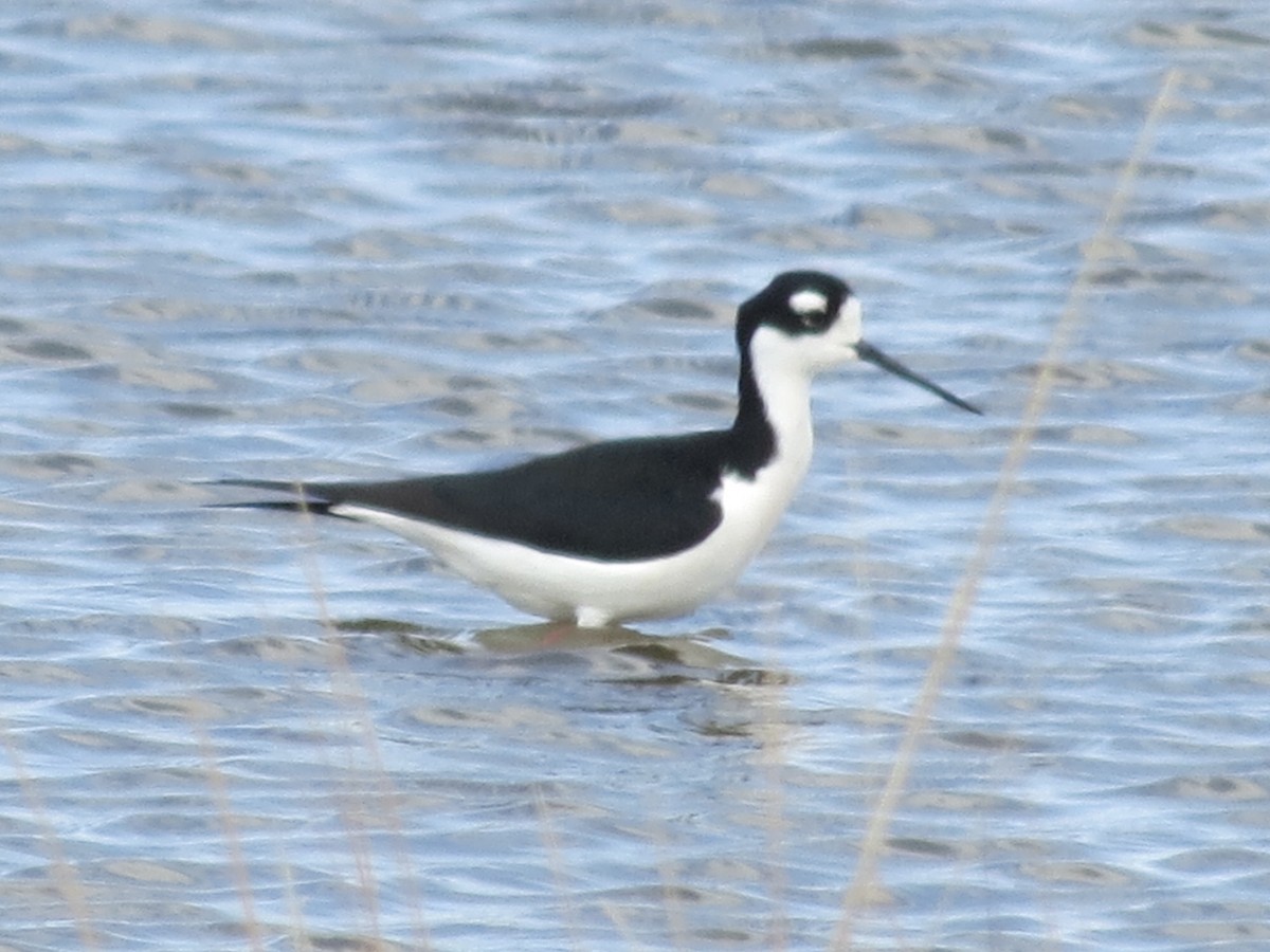 Black-necked Stilt - ML615360893