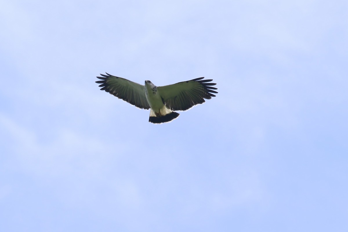 Gray-backed Hawk - ML615360895