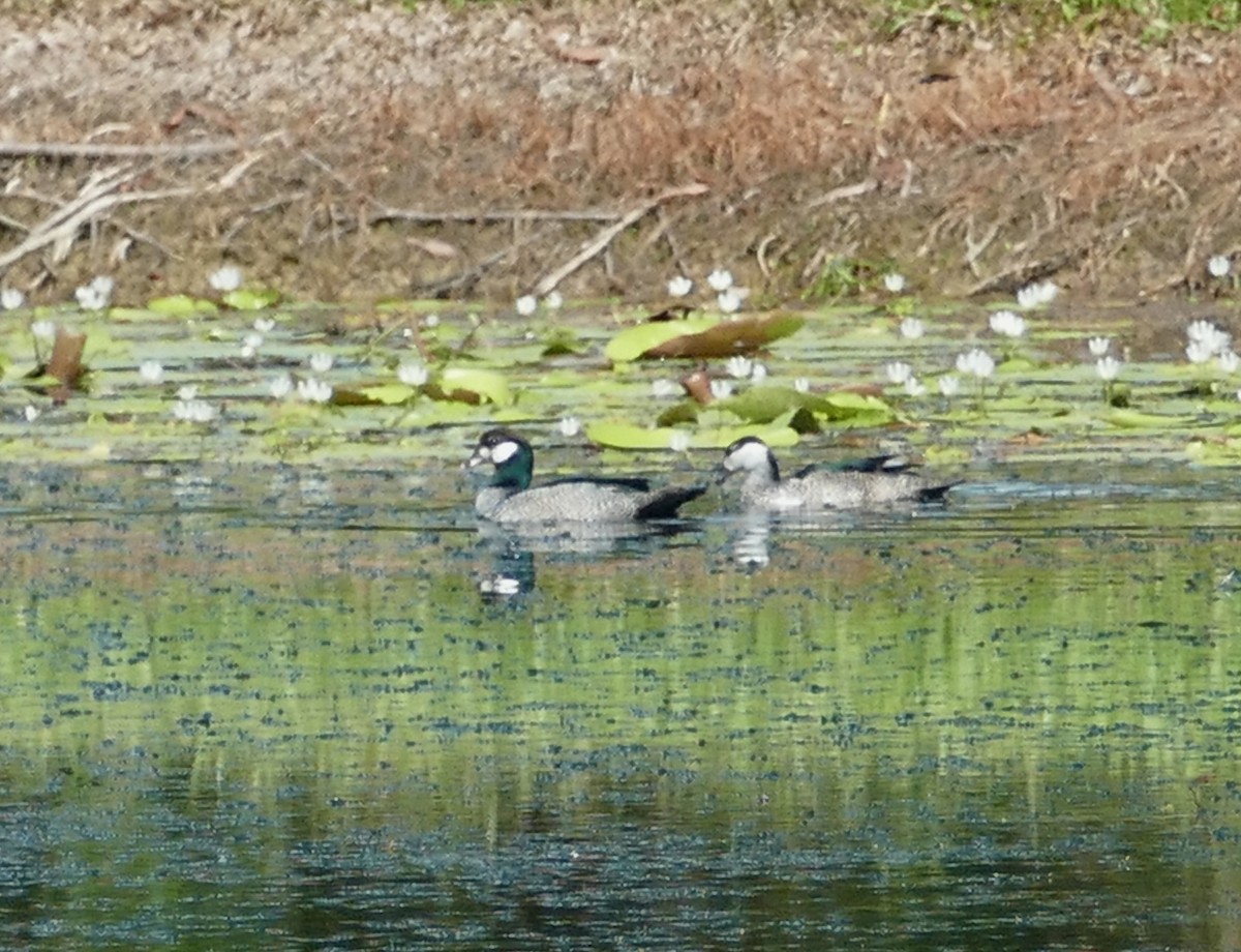 Green Pygmy-Goose - Chris Payne