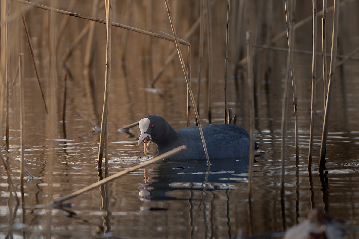 Халзан түнжүүр - ML615360900