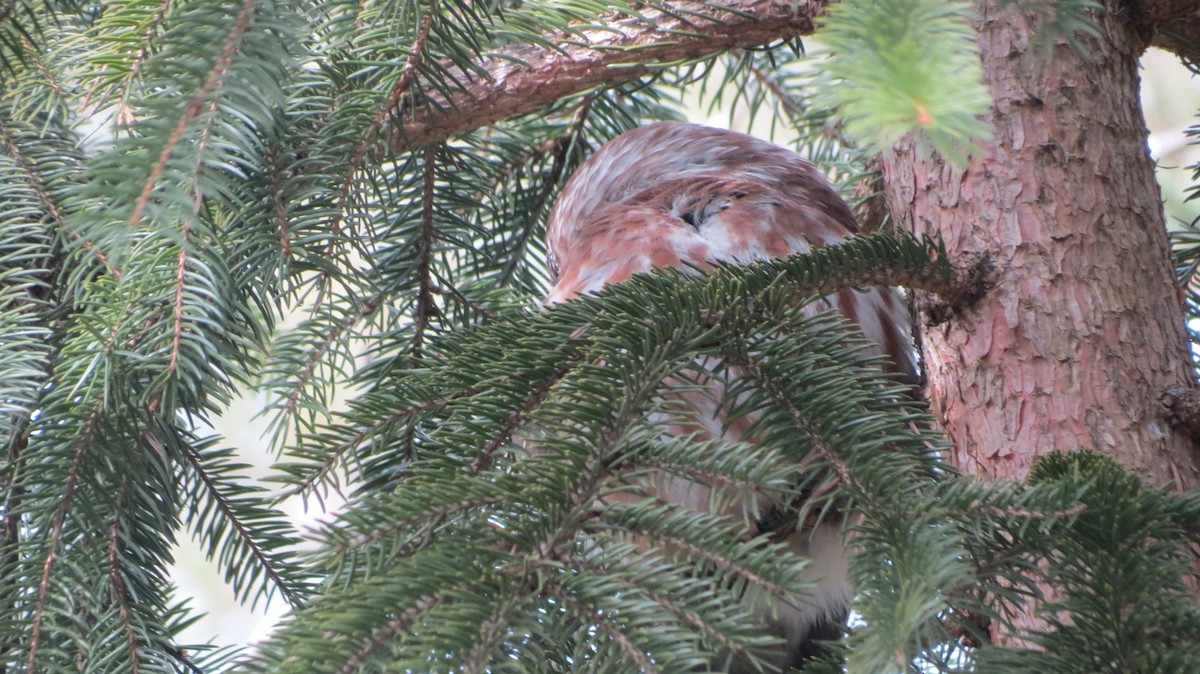 Northern Saw-whet Owl - ML615360965