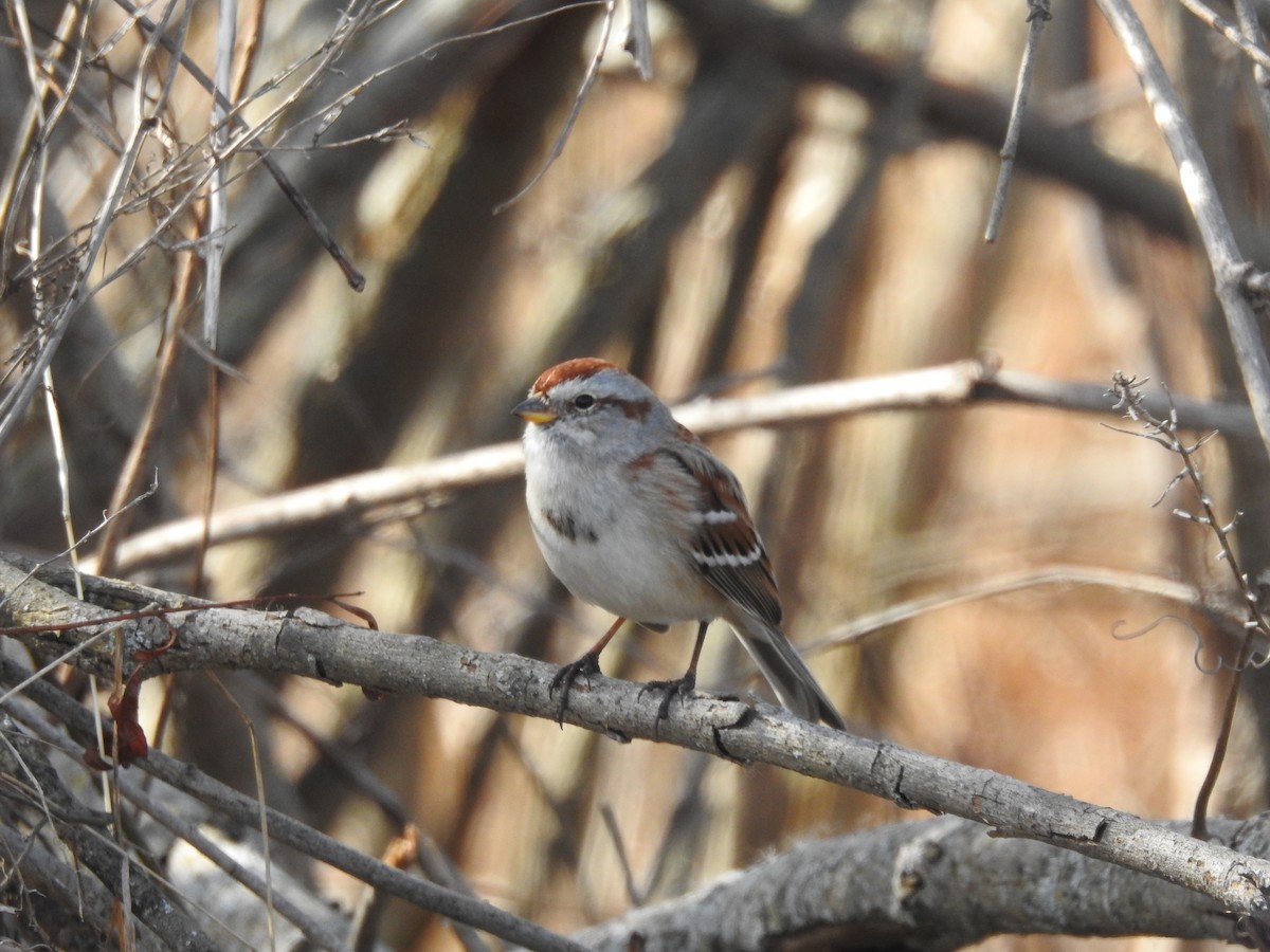 American Tree Sparrow - ML615360982