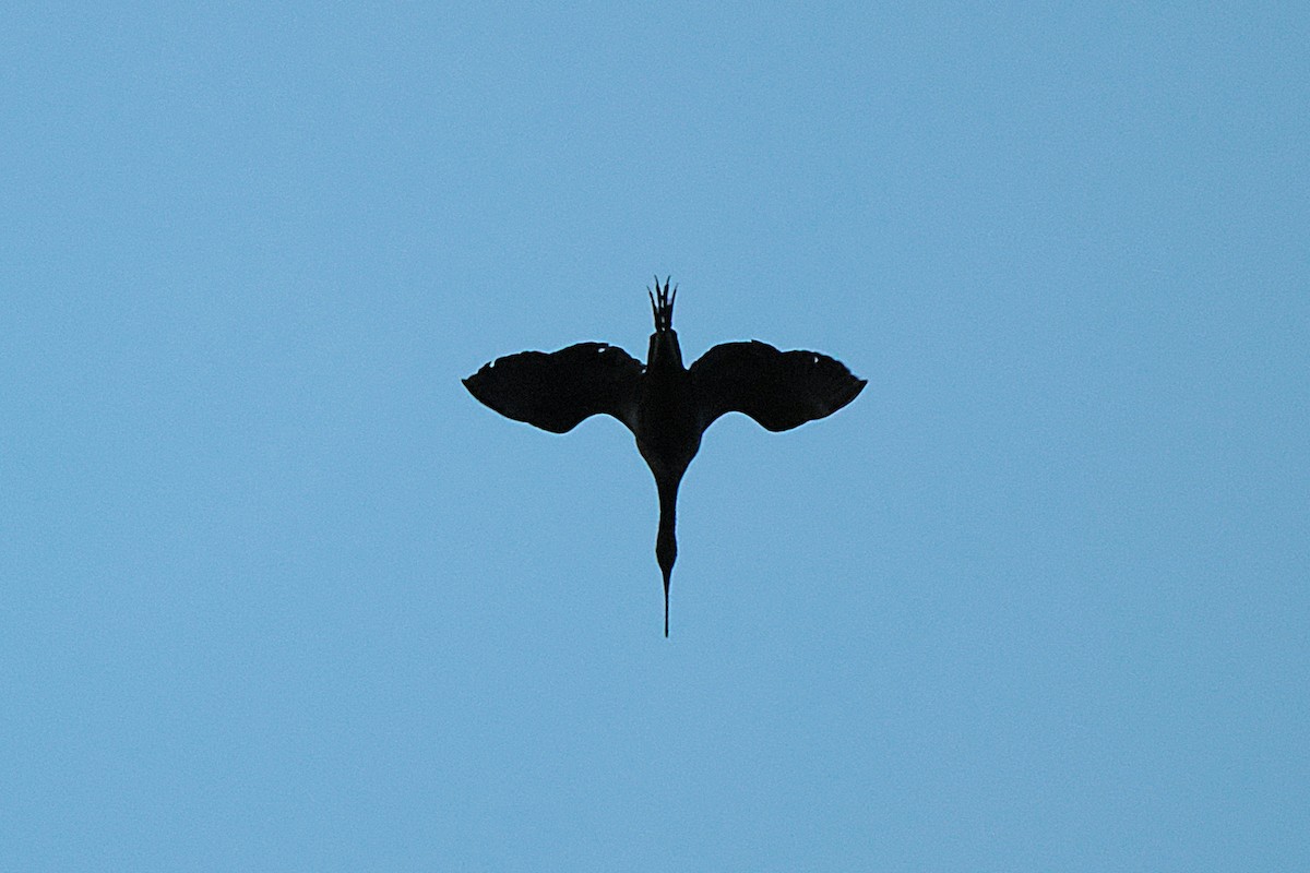 ibis hnědý - ML615361163