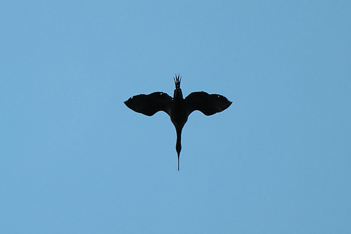 Glossy Ibis - ML615361163