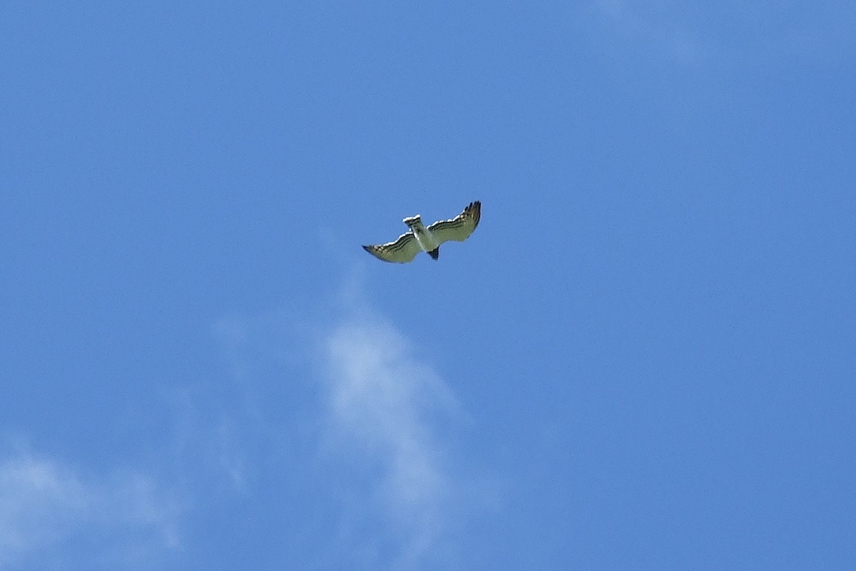 Black-chested Snake-Eagle - ML615361164